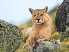 Noticia:   Expansión de asentamientos humanos condiciona desplazamiento de pumas