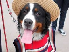 Noticia: Fiestas Patrias y mascotas: 6 consejos para celebrar en casa o al aire libre