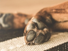 Murió sujeto que abusaba de sus mascotas en cerro Las Cañas de Valparaíso