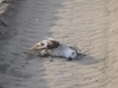 Sujeto habría atropellado con su camioneta a diversas aves en la playa de Ritoque