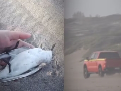 Noticia: Sujeto que atropelló aves en Ritoque se entregó voluntariamente a la PDI