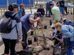 Noticia: Masiva plantación comunitaria de especies nativas para la nueva Costanera de El Tabo