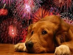 Noticia: Fuegos artificiales y mascotas: consejos para protegerlas durante la celebración