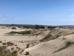 Noticia: Denuncian daños a la biodiversidad en las dunas de Ritoque por faenas de EFE