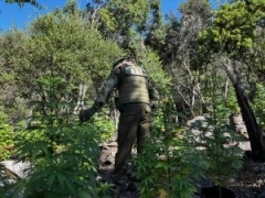 Noticia: Carabineros erradican plantaciones ilegales de cannabis en la Región de Valparaíso