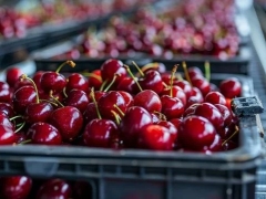 Noticia: El precio de cerezas podría bajar en Chile luego del colapso de su valor en China que reveló su disminución en un 50% 