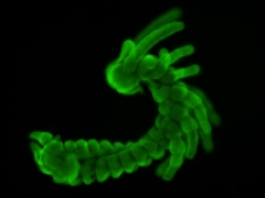 Noticia: El desarrollo de insectos sería clave para entender la evolución de las especies.